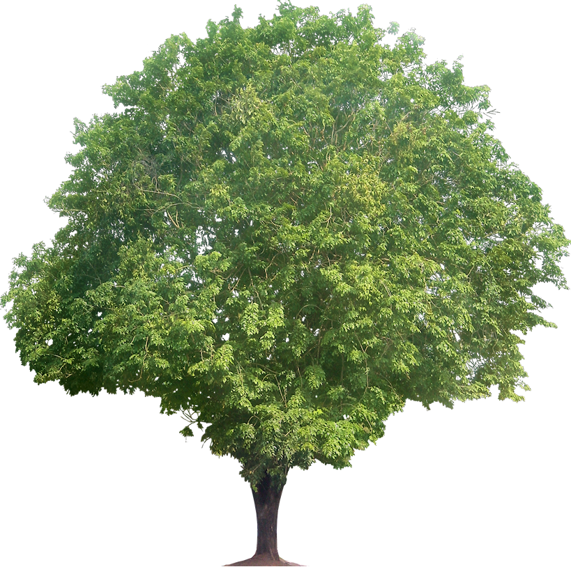 Pterocarpus Indicus (Png Rosewood) - Narra Tree, Transparent background PNG HD thumbnail
