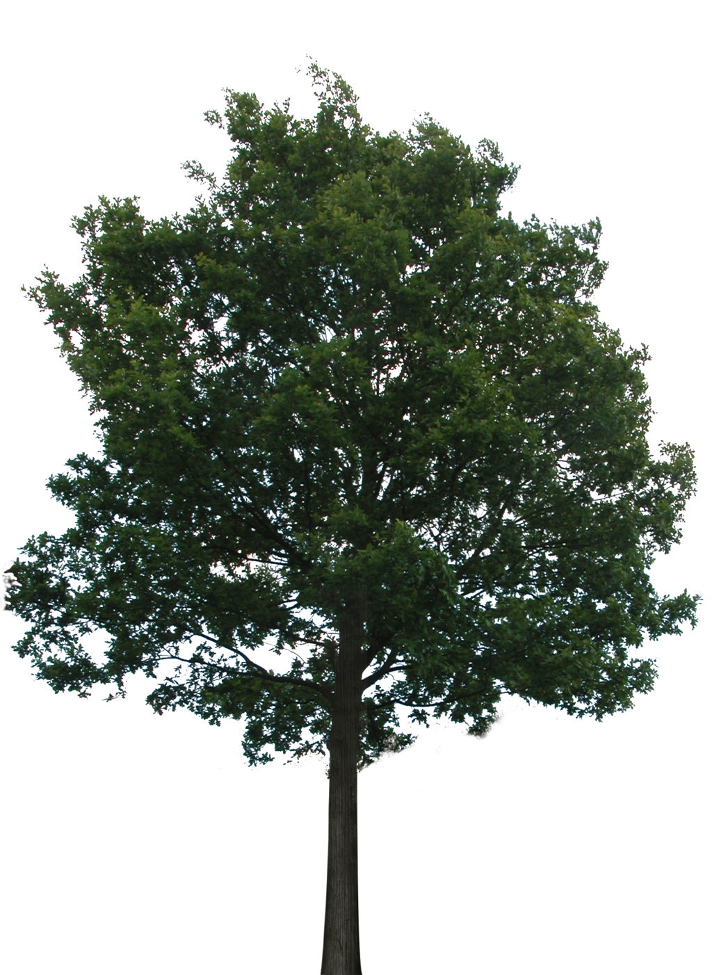 . Hdpng.com Tree 1 (Png With Transparency) By Bupaje - Narra Tree, Transparent background PNG HD thumbnail