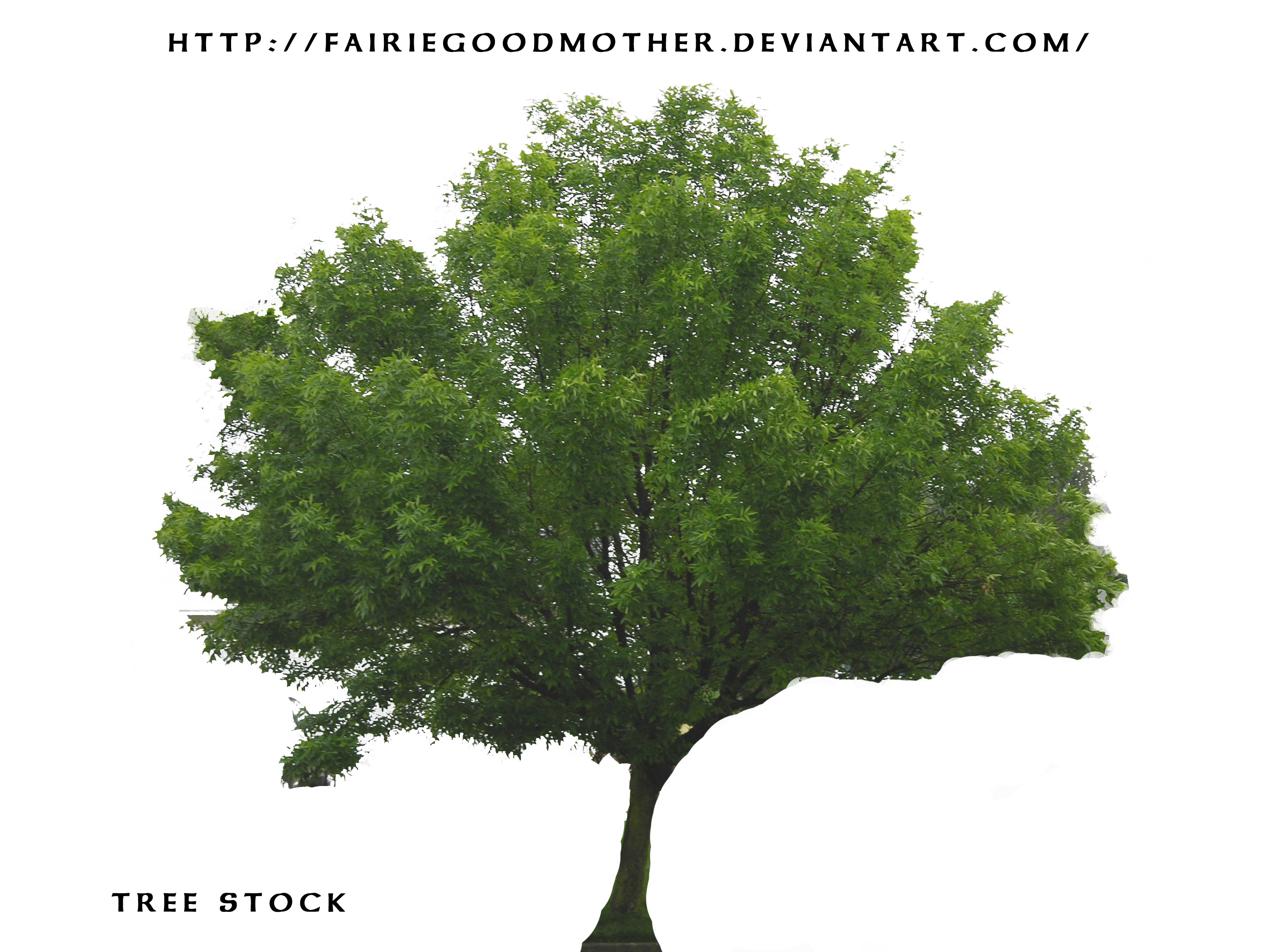 Tree Stock Psd By Fairiegoodmother Tree Stock Psd By Fairiegoodmother - Narra Tree, Transparent background PNG HD thumbnail