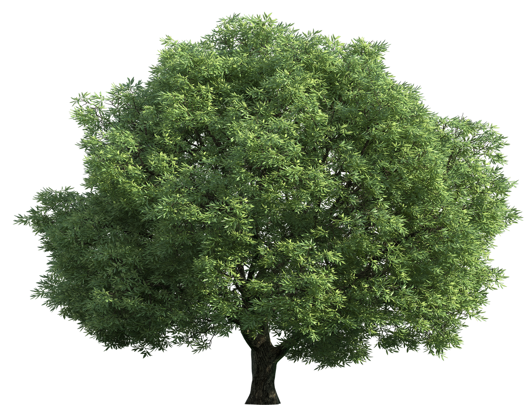 (View All Chestnut Tree Cliparts) - Narra Tree, Transparent background PNG HD thumbnail