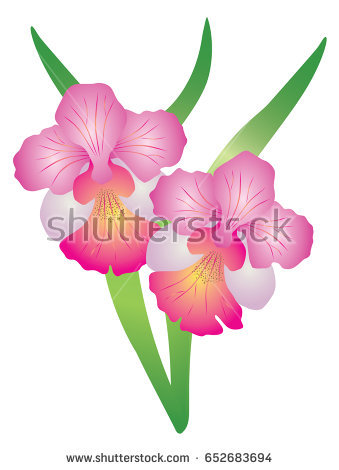 National Flower Of Singapore Vanda Miss Joaquim Png - Singapore National Flower Vanda Miss Joaquim Orchid. Vector Illustration, Transparent background PNG HD thumbnail