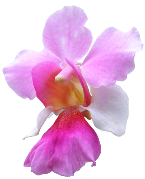 Transparent Flowers: Vanda Orchid, U201Cmiss Joaquim.u201D (X). - National Flower Of Singapore Vanda Miss Joaquim, Transparent background PNG HD thumbnail