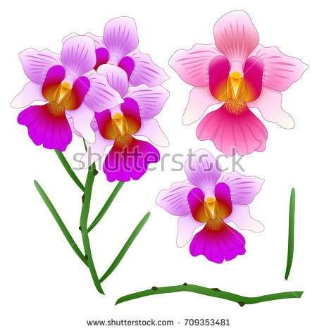 Vanda Miss Joaquim Orchid. Singapore National Flower. Isolated On White Background. Vector Illustration - National Flower Of Singapore Vanda Miss Joaquim, Transparent background PNG HD thumbnail
