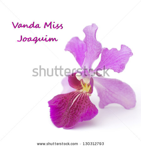 National Flower Of Singapore Vanda Miss Joaquim Png - Vanda Miss Joaquim, Singaporeu0027S National Flower; Unsharpened File, Transparent background PNG HD thumbnail