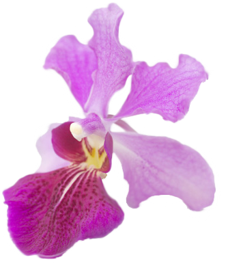 Vanda Miss Joaquim Was Selected As Singaporeu0027S National Flower. The Choice Of An Orchid As Singaporeu0027S National Flower Is Most Appropriate Because Orchids Hdpng.com  - National Flower Of Singapore Vanda Miss Joaquim, Transparent background PNG HD thumbnail