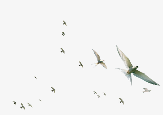 White Birds, Near And Far, Flying Animals, Shiratori Png Image And Clipart - Near And Far Pictures, Transparent background PNG HD thumbnail