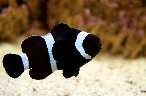 Gallery For Black Clown Fish. A Black Photon Clownfish - Nemo Fish Black And White, Transparent background PNG HD thumbnail