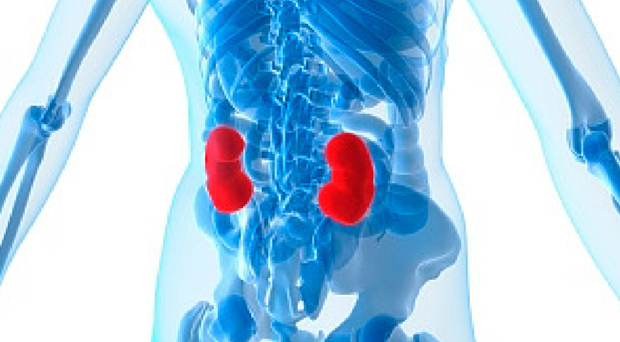08:00 Am Monday Morning. My First Patient Is Marie*, Who Is In Her 50S. She Has Type 2 Diabetes And Her Kidney Function Has Been On A Downward Spiral For Hdpng.com  - Nephrology, Transparent background PNG HD thumbnail