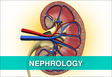 Nephrologist In The Bahamas - Nephrology, Transparent background PNG HD thumbnail