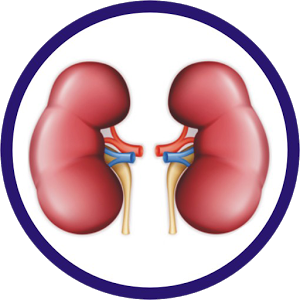 Nephrology Clinical Tool - Nephrology, Transparent background PNG HD thumbnail