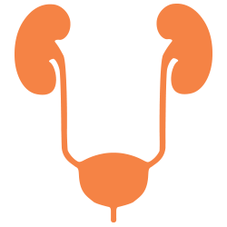 Paediatric Nephrology   Conditions Involving The Kidneys And Urinary Tract. - Nephrology, Transparent background PNG HD thumbnail