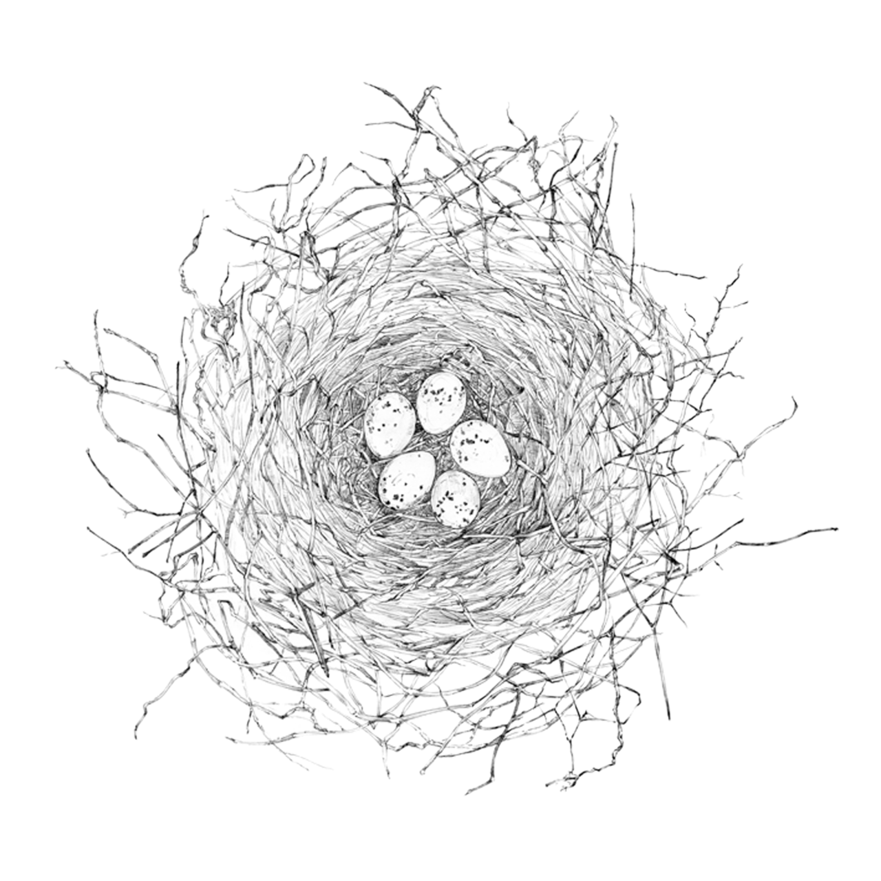 Bird Drawings Tumblr Filed Under Birds, Nest - Nest Drawing, Transparent background PNG HD thumbnail