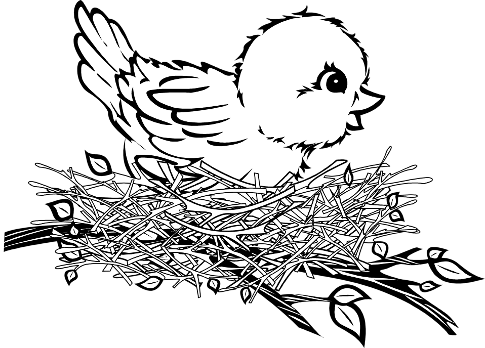 Cartoon Birds Nest - Nest Drawing, Transparent background PNG HD thumbnail