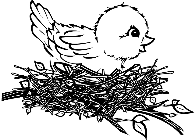 Free Vector Graphic: Baby, Bird, Chick, Nest   Free Image On Pixabay   46538 - Nest Drawing, Transparent background PNG HD thumbnail