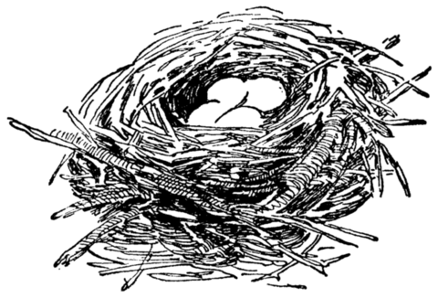 Image Gallery: Nest Egg Drawing - Nest Drawing, Transparent background PNG HD thumbnail