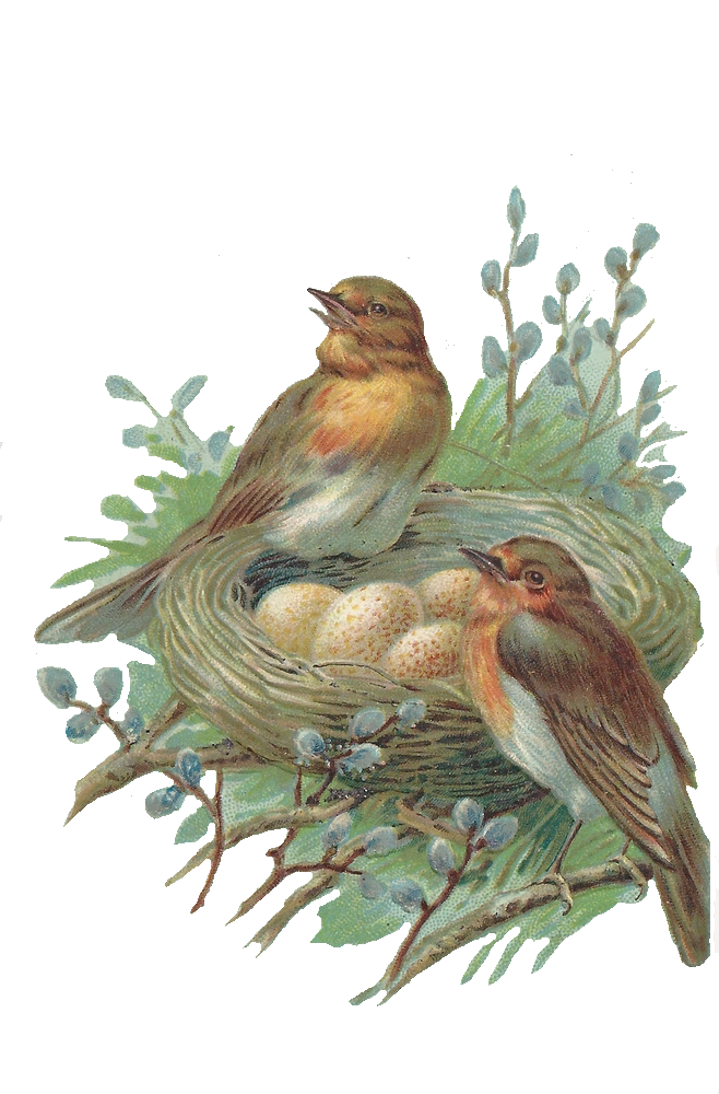 PNG File Name: Nest PNG Photo