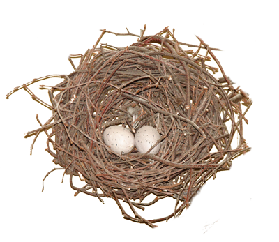 Nest PNG Clipart