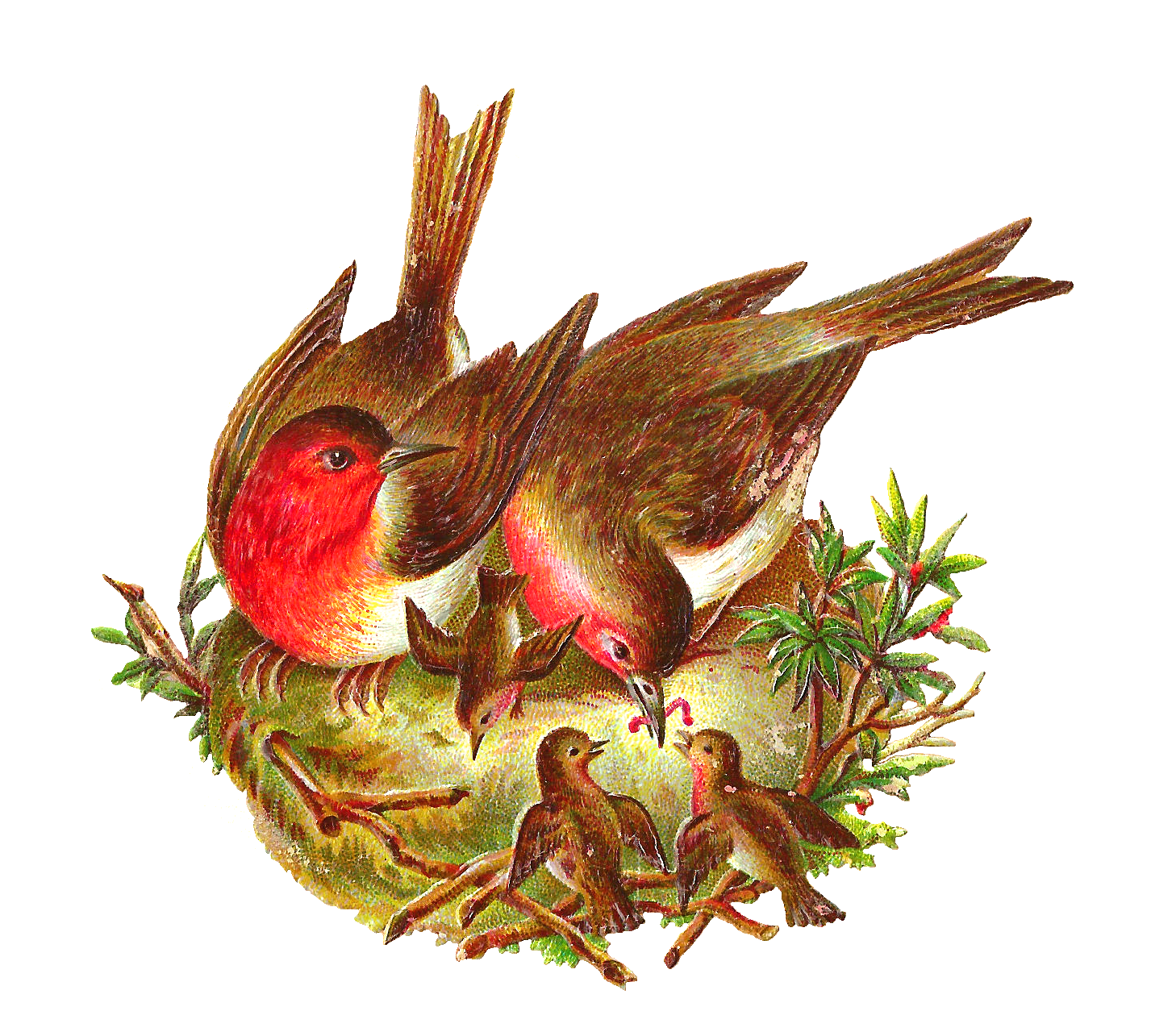 Nest Png Pic Png Image - Nest, Transparent background PNG HD thumbnail