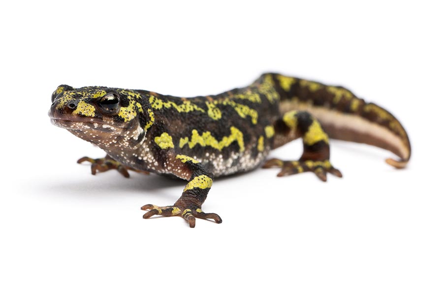 Marbled Newt - Newt, Transparent background PNG HD thumbnail