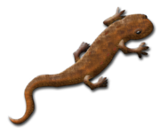 Newt.png - Newt, Transparent background PNG HD thumbnail