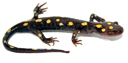 File:Newt (PSF).png