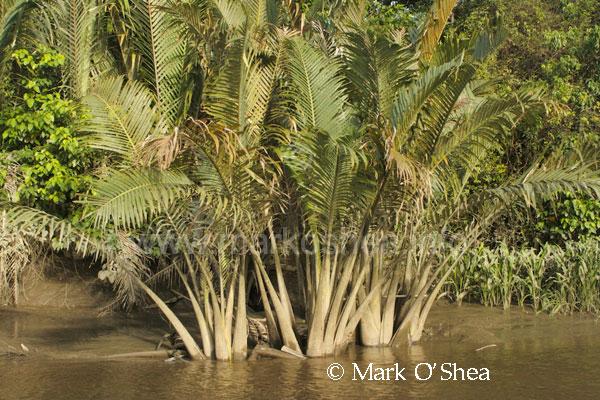 Nipa Palm At Abam. - Nipa Tree, Transparent background PNG HD thumbnail