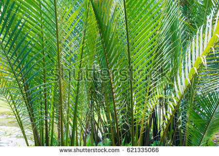Nipa Palm Green Leaves Texture - Nipa Tree, Transparent background PNG HD thumbnail
