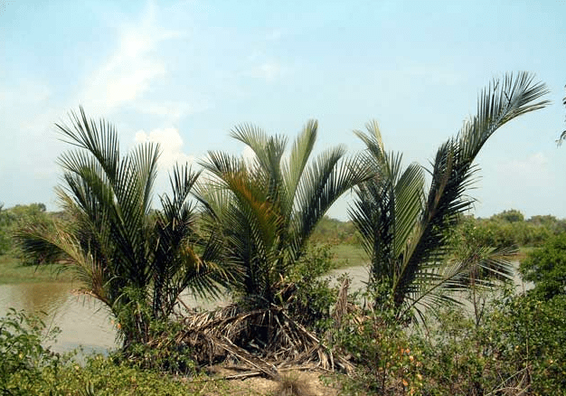 Nipa Palm Growing On Bank Of River - Nipa Tree, Transparent background PNG HD thumbnail