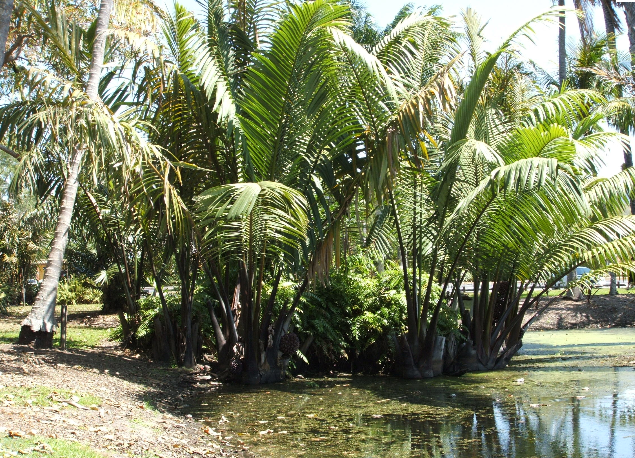 Nipa Palm Is A Tropical Plant. Its Optimum Climate Is Sub Humid To Humid. Nipa Palm Thrives Only In A Brackish Water Environment. Itu0027S Rarely Seen Directly Hdpng.com  - Nipa Tree, Transparent background PNG HD thumbnail