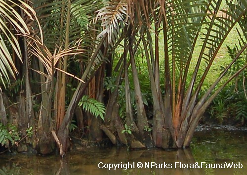 . Hdpng.com Nipah Palm,mangrove Palm,nipah,attap,water Coconut Hdpng.com  - Nipa Tree, Transparent background PNG HD thumbnail