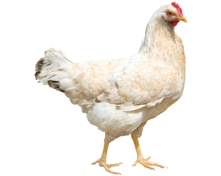 Noble Young Chicken Png Image #40286 - Chicken, Transparent background PNG HD thumbnail