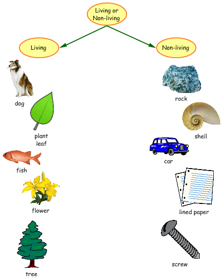 Today In Class We Created Small Group Mind Maps Using Kidspiration. We Used Kidspiration To Separate Living And Non Living Things. - Non Living Things Pictures For Kids, Transparent background PNG HD thumbnail