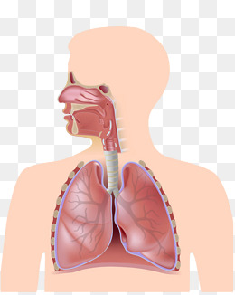 Lung Organs Hd Buckle Material, Lung Organ, Ent, Ear Png Image And Clipart - Nose, Transparent background PNG HD thumbnail