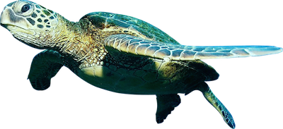 Fish PNG Transparent Image