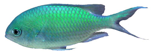 Ocean Fish Png Transparent - Fish, Transparent background PNG HD thumbnail