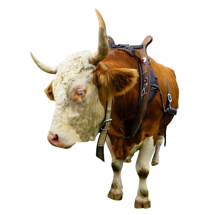 Tier, Kuh, Ochse, Rind, Freigestellt, Joch, Bauernhof - Ochse, Transparent background PNG HD thumbnail