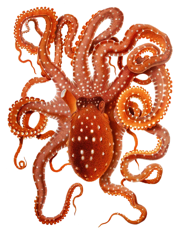 Ocotpus Image · Clip Art Of Big Octopus - Octopus, Transparent background PNG HD thumbnail