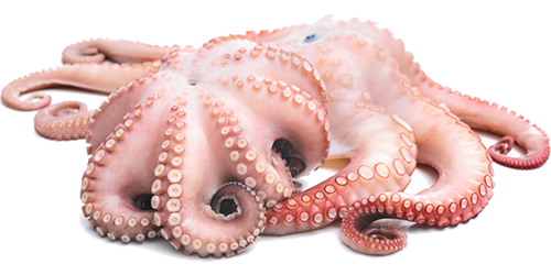 Octopus (Baby) - Octopus, Transparent background PNG HD thumbnail