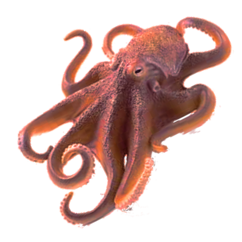 Octopus Free Png Image Png Image - Octopus, Transparent background PNG HD thumbnail