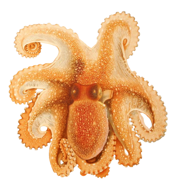 Octopus Illustration Png, Octopus Images - Octopus, Transparent background PNG HD thumbnail