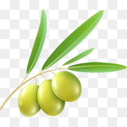 An Olive - Olive, Transparent background PNG HD thumbnail