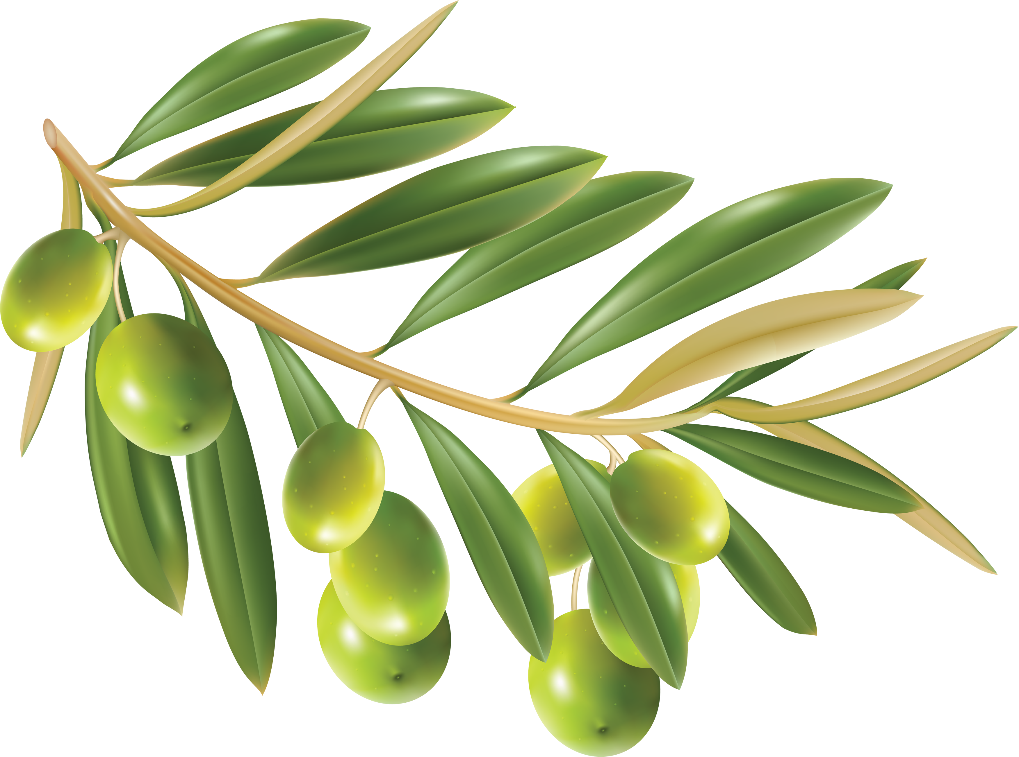 Olive Oil PNG Images