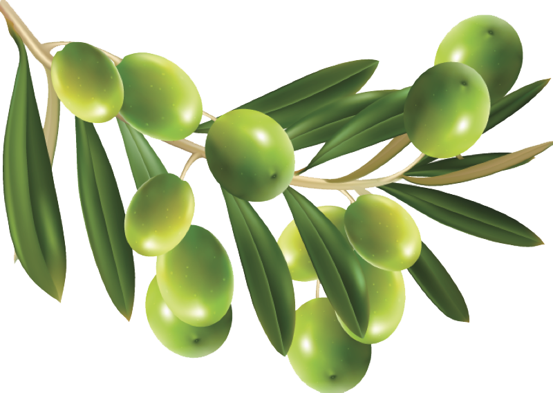 Olive PNG Image