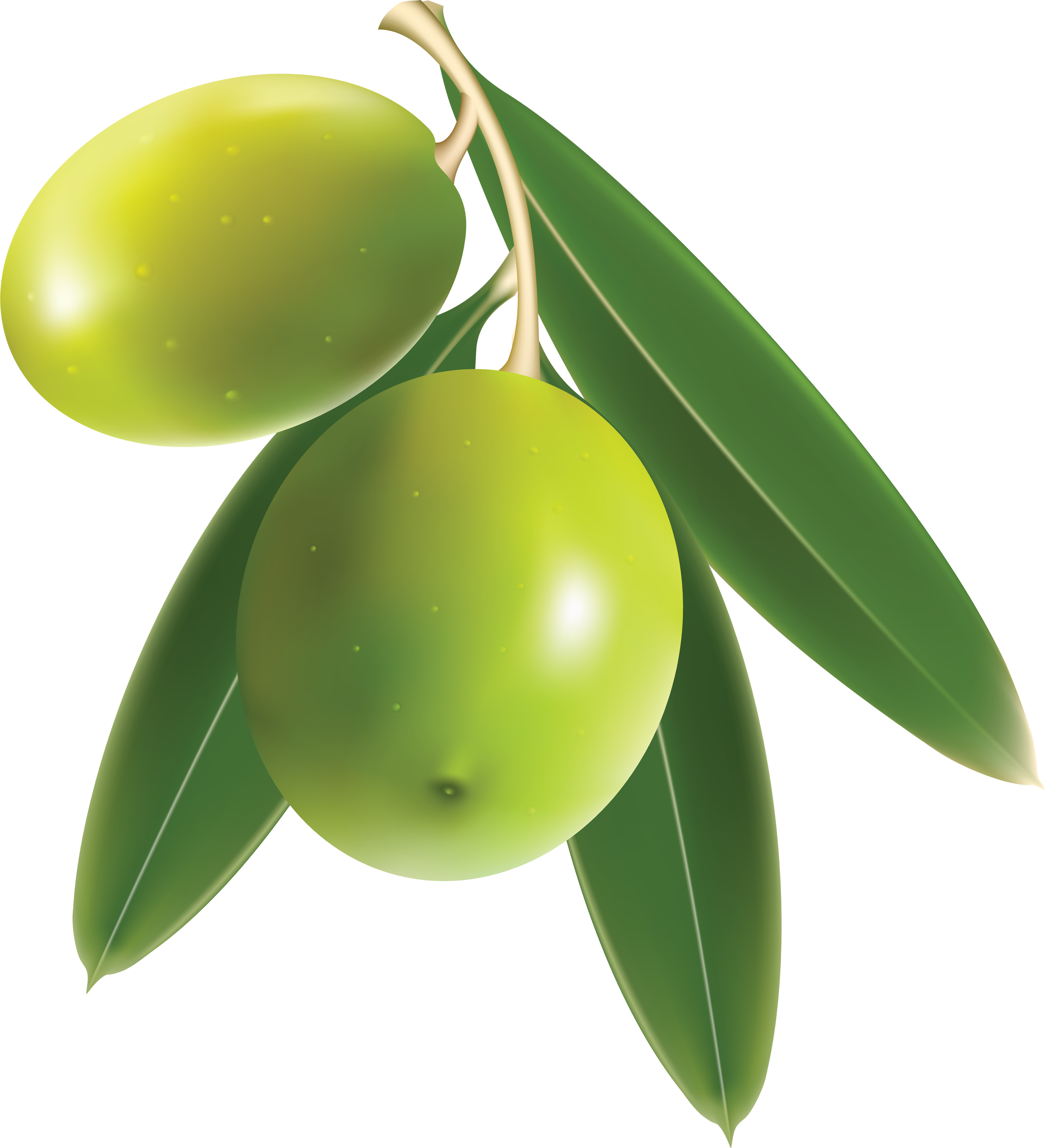 Olive Clip art - Green olives