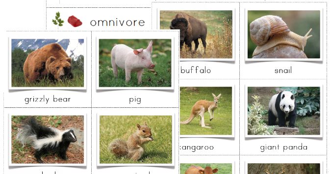 Carnivores, omnivores and her
