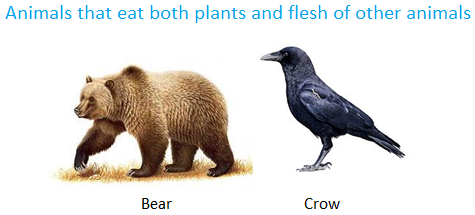 Animals That Eat Both Plants And Flesh Of Other Animals - Omnivore Animals, Transparent background PNG HD thumbnail