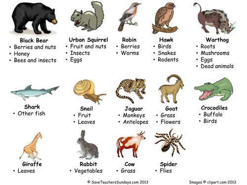 Carnivores, Omnivores And Herbivores Venn Diagram By Saveteacherssundays   Teaching Resources   Tes - Omnivore Animals, Transparent background PNG HD thumbnail