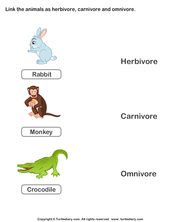 Herbivore Carnivore Omnivore