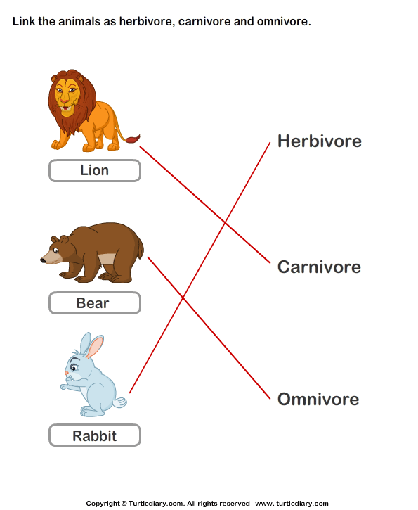 Identify Animals As Herbivore, Carnivore, Or Omnivore Answer - Omnivore Animals, Transparent background PNG HD thumbnail