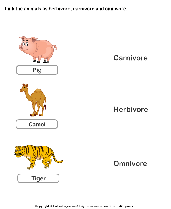Omnivore Animals PNG-PlusPNG.